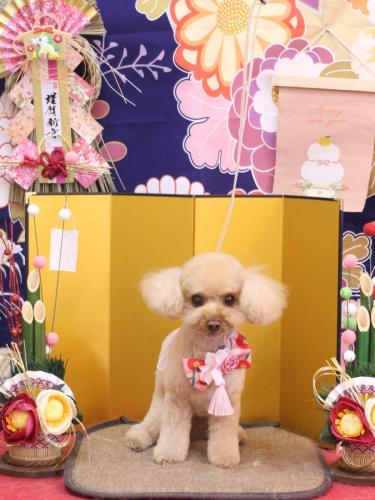 20240125こむぎちゃん